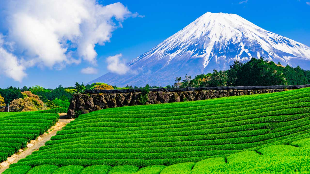 静岡エリアの特徴